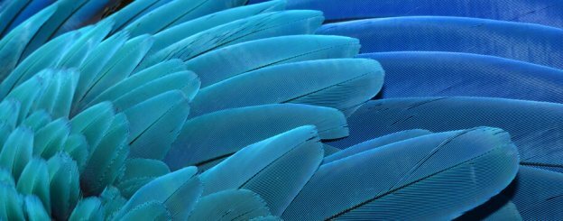 Symbolique du plumage