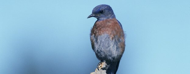 Signification des Oiseaux Bleus