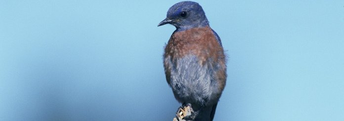 Signification des Oiseaux Bleus