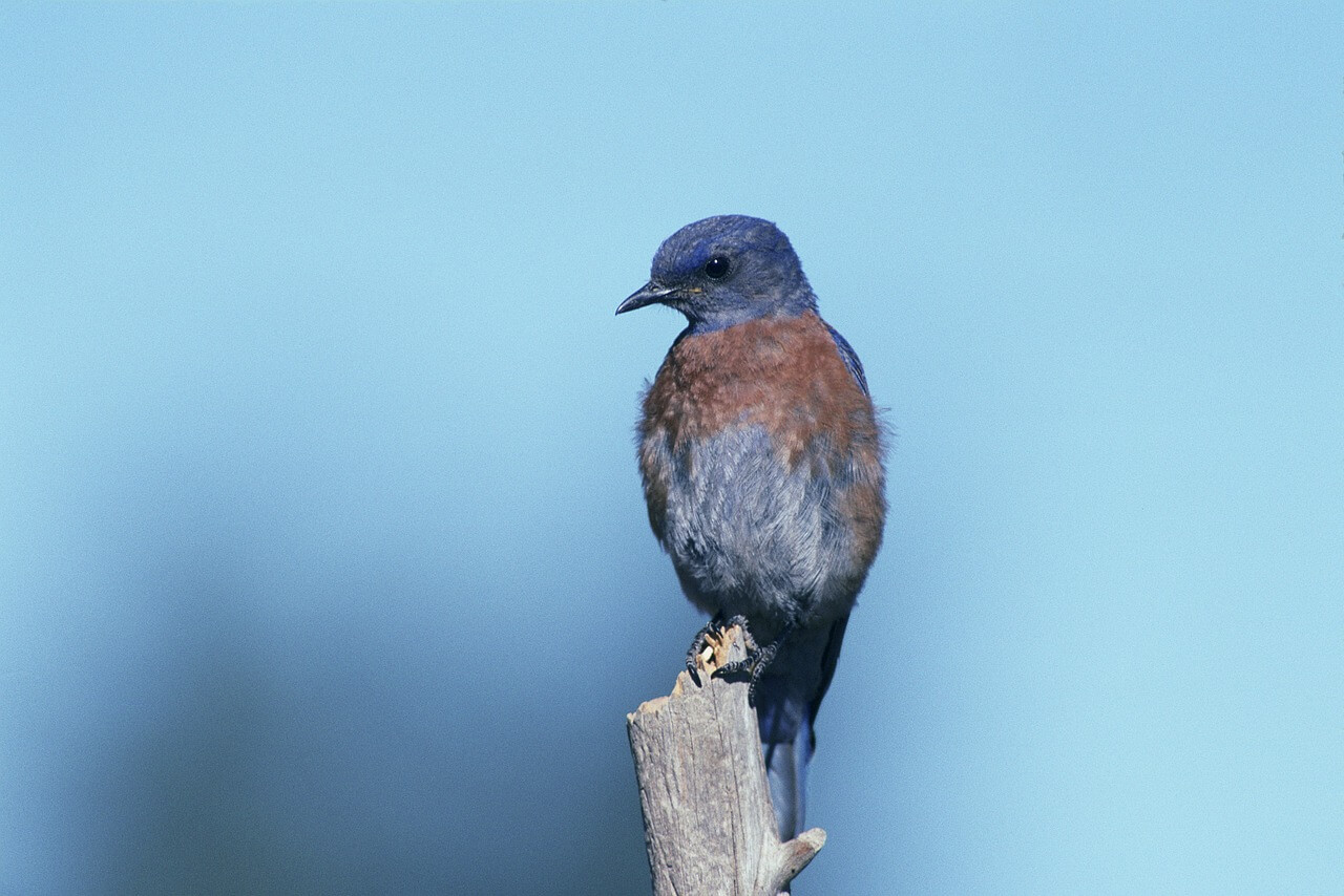 Signification Des Oiseaux Bleus Sens Spirituel Signification Des Oiseaux Bleus Sens Spirituel