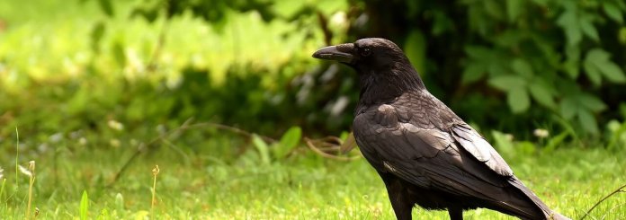 Esprit Animal du Corbeau