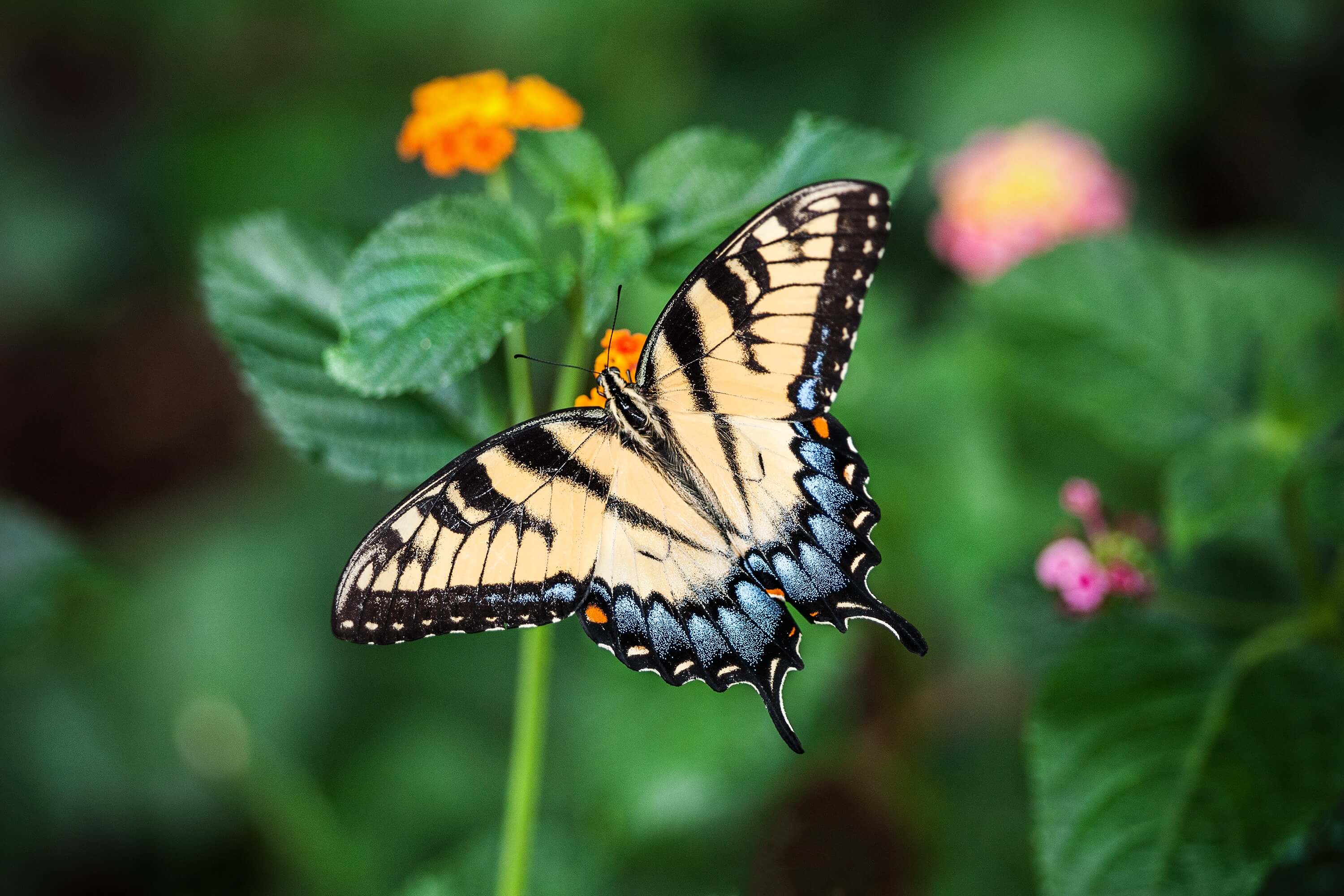 Papillons Signification et symbolique Découvrezles ici!
